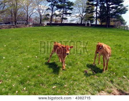 A Pair Of Playful Calves In A Meadow