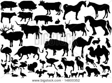 ilustração com coleção de animais de fazenda isolada no fundo branco