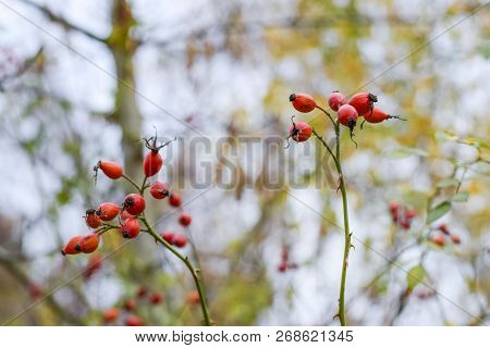 Hips Bush With Ripe Berries. Berries Of A Dogrose On A Bush. Fruits Of Wild Roses. Thorny Dogrose. R