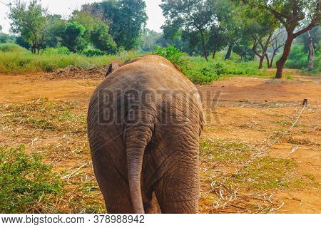 Baby Elephant Back Side Portrait. Baby Elephant Playing On The Reserve Field With Isolated On Forest