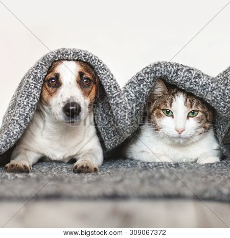 Dog and cat together. Dog hugs a cat under the rug at home. Friendship of pets