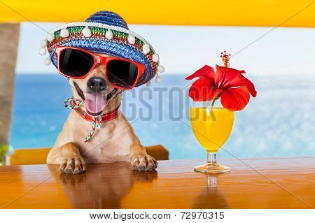 Cocktail Dog