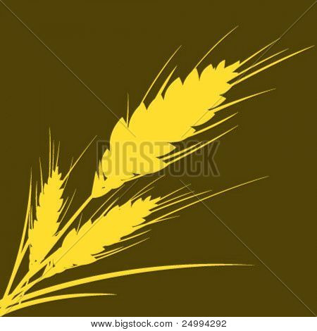 wheat isolated