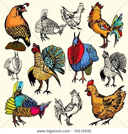 Um conjunto de 6 ilustrações de aves.