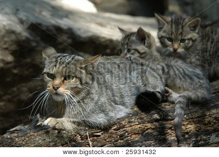 Европейский лесной кот (Felis silvestris silvestris) с котенка