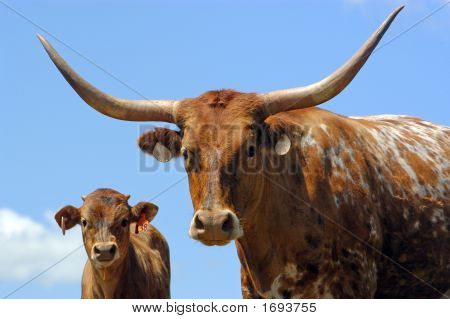 Longhorn Cattle