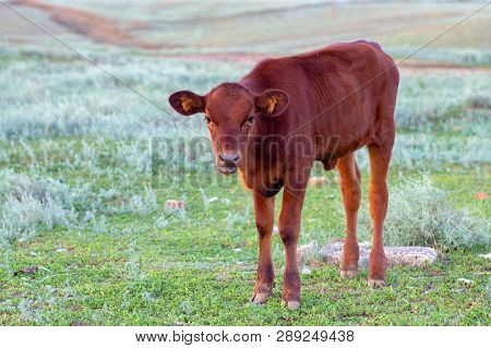 A Newborn Little Brown Calf Alone In A Field Without A Mother Is Frightened And Hungry. Breeding Cal