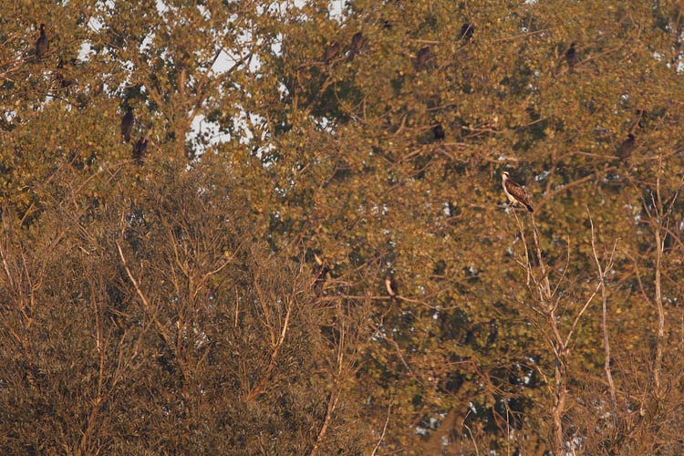 Visarend, Pandion haliaetus - foto: Harvey van Diek