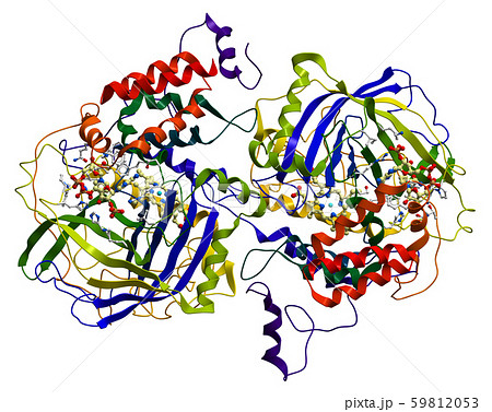 Enzyme Catalase A Very Important Antioxidant のイラスト素材