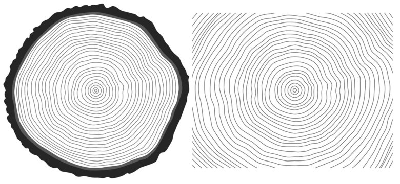 Vector black and white saw cut pine tree trunk and tree rings