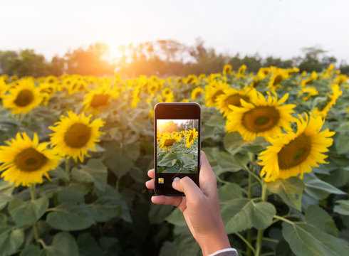 hand using phone taking photo beauty sunflower field