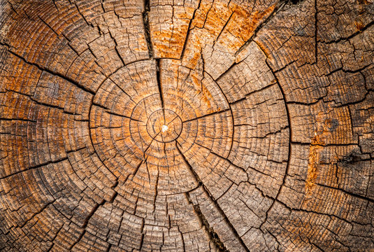 Old weathered spruce tree trunk