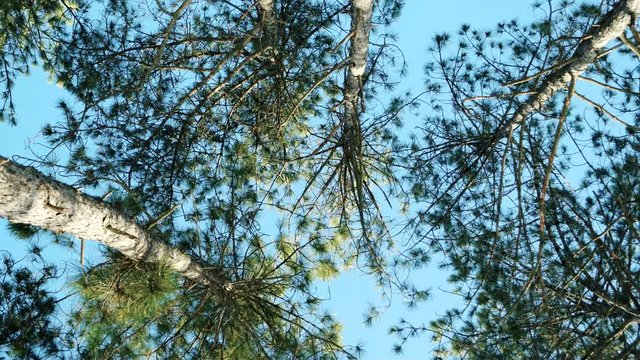 pine trees, spruce against the blue sky, forest, tops of the trees in the forest, in spring park with lots of trees, sunny day