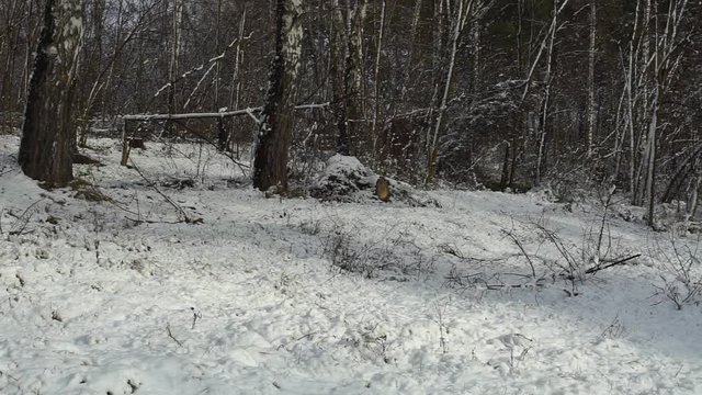 Snowy forest. Winter, trees covered with snow