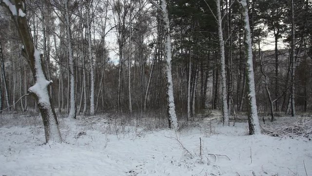 Snowy forest. Winter, trees covered with snow