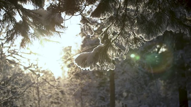 trees in the winter forest landscape