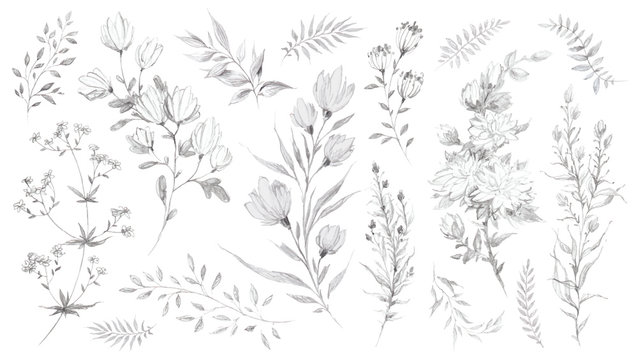 Wild flowers and herbs pencil sketch