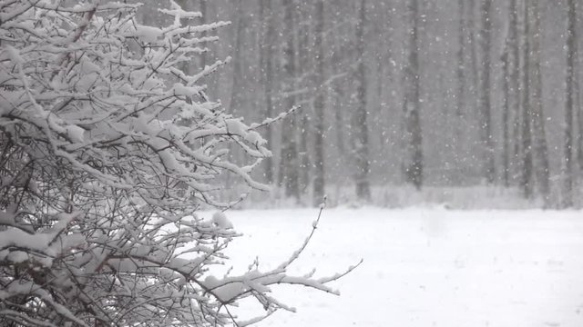 Snow falling in front of forest. Slow motion.