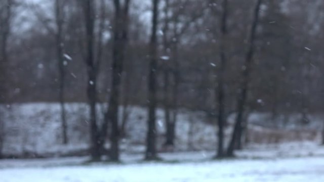 Snow falling in front of forest. Slow motion.