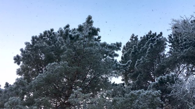 Snow slowly falls on the trees. Winter fabulous, beautiful forest. View from the bottom up. Clean, fluffy white snow.