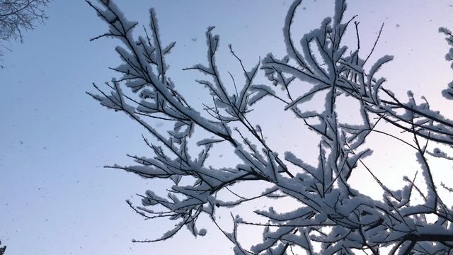 Snow slowly falls on the trees. Winter fabulous, beautiful forest. View from the bottom up. Clean, fluffy white snow.