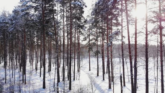 snow falling. winter wonderland. snowing snowy. sunset dusk sunshine. forest trees woods nature. slow motion. winter background. romantic wonderland. beautiful environment