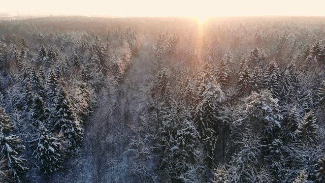 snow falling. winter wonderland. snowing snowy. sunset dusk sunshine. forest trees woods nature. slow motion. winter background. romantic wonderland. beautiful environment