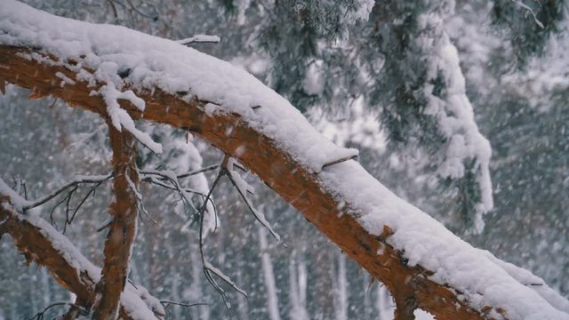 Trunk of a Pine Tree in the Forest Covered with Snow in Winter during a Snowfall. Snowfall in Winter Pine Forest with Snowy Christmas Trees. Slow motion. Winter background. Snow comes in the Christmas