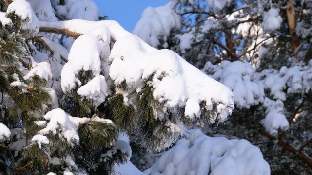 Winter Pine Forest with Snow-covered branches Christmas Trees