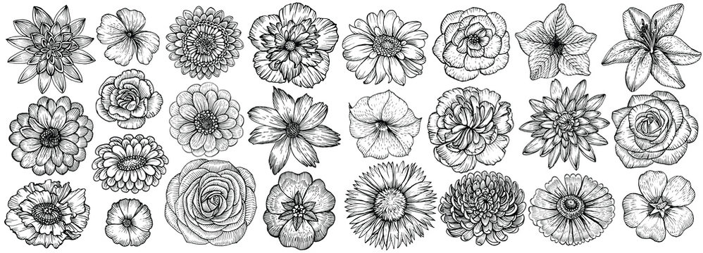 Hand drawn flowers, vector illustration. Floral vintage sketch.