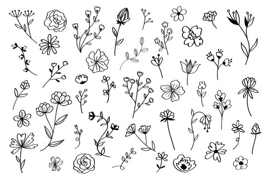 Hand drawn flower set