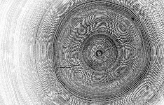 Detailed macro view of felled tree trunk or stump. Black and white organic texture of tree rings with close up of end grain.