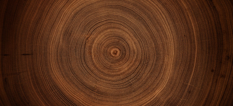 Old wooden oak tree cut surface. Detailed warm dark brown and orange tones of a felled tree trunk or stump. Rough organic texture of tree rings with close up of end grain.