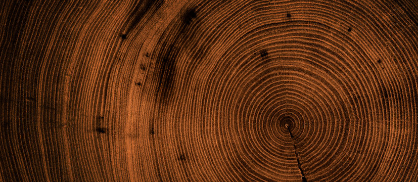 Detailed warm dark brown and orange tones of a felled tree trunk or stump. Rough organic texture of tree rings with close up of end grain.