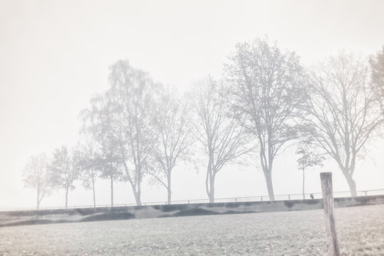 4 kahle Bäume im Herbstnebel, hell, high key, silouette, künstlerisch