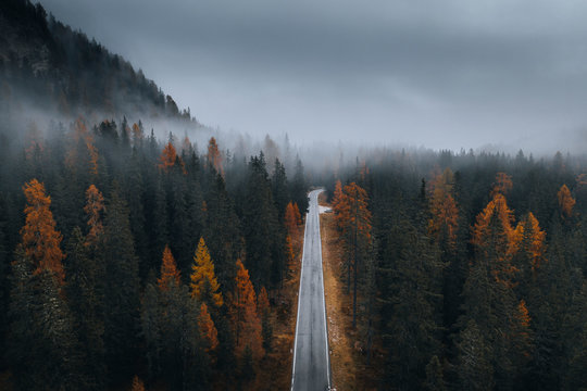 Scenic route among the forest