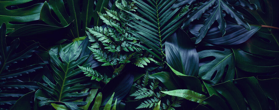 closeup tropical green leaf background. Flat lay, fresh wallpaper banner concept