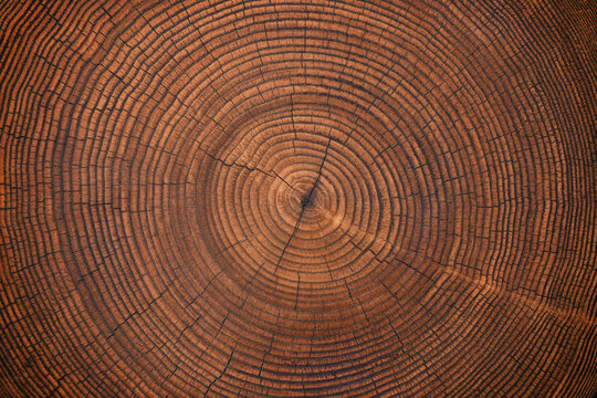 wood texture of old stump. natural background of cut trunk with annual rings