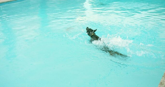 Happy dog jumping in swimming pool playing game fetching toy ball. Black shepherd dog playfully enjoying summer cute furry canine having fun splashing. High quality 4k footage