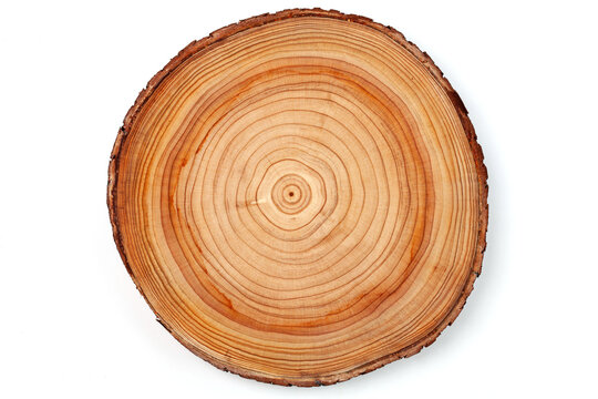 cross cut round pieces of cedar with annual rings isolated on white background.