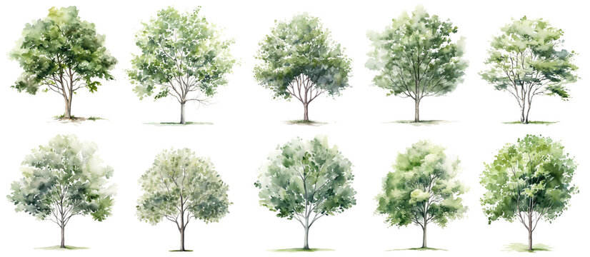 A collection of ten watercolor drawings depicting different varieties of deciduous trees with green foliage, all rendered with intricate detail and realistic coloring