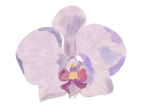 Beautiful floral watercolor Purple orchid flower isolated on a white background.