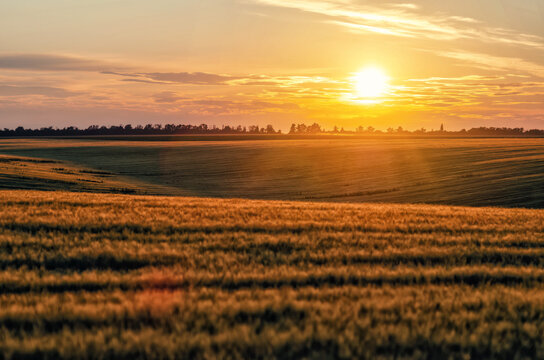 Magical evening atmosphere, sunset view and golden wheat field. Blurred natural horizon background.