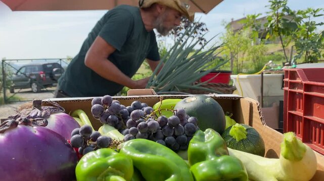 farmer vendor arranging Freshly harvested vegetables and grapes in a cardboard box at farmers market