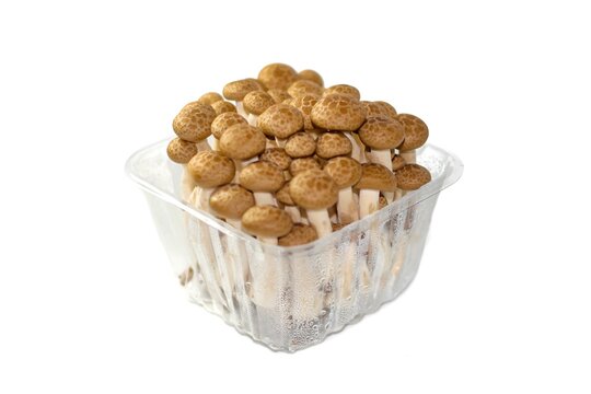 Pictures of mushrooms in the plastic box put on white background and isolate photos style.