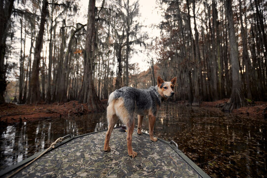 Blue heeler on swamp boat