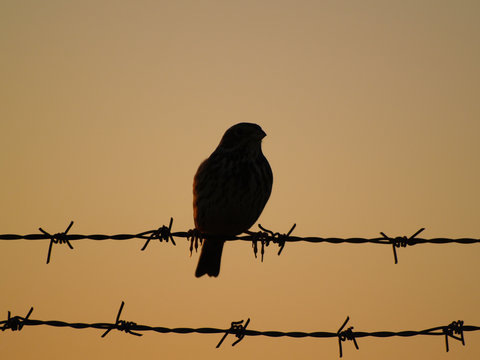 Silueta de un pájaro en un alambre de espino