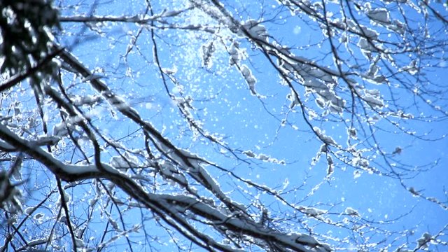 Winter forest. snow falling on trees.