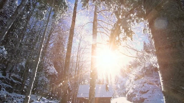 Winter forest. snow falling on trees.