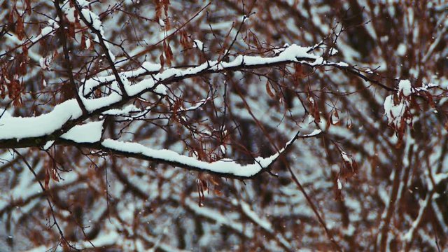 Snowy Winter Forest